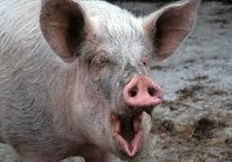 Евросоюз будет судиться с Россией из-за свиней