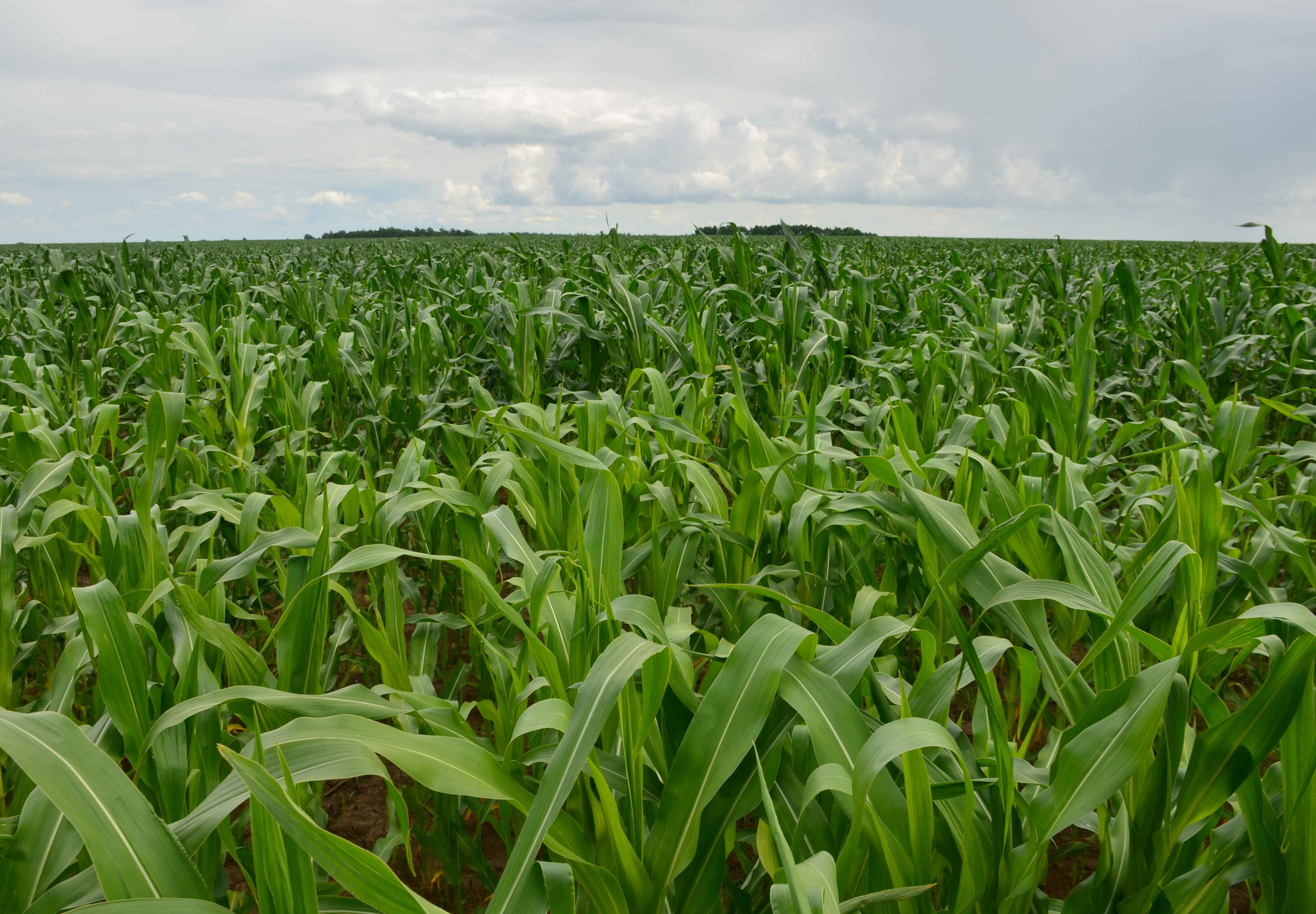 В сельхозоборот нужно ввести 80% рязанских земель – Ковалев