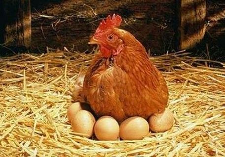 В Рязанской области выросло производство мяса и яиц