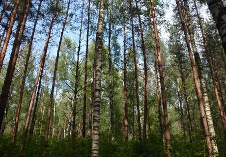 Рязанский лесхоз выявил нарушений на 1,7 млн рублей