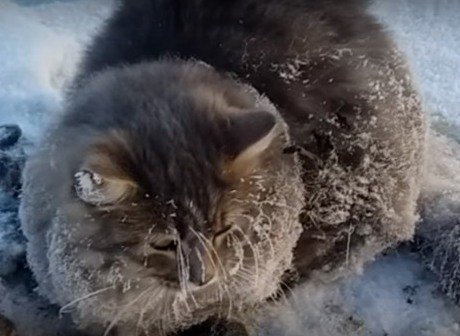 Под Челябинском жители спасли вмерзшего в лед кота (видео)