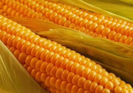 РФ запретила импорт сои и кукурузы из США