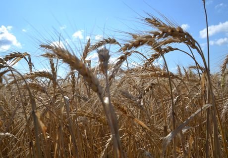 РФ в октябре снизила экспорт пшеницы на 16,1%