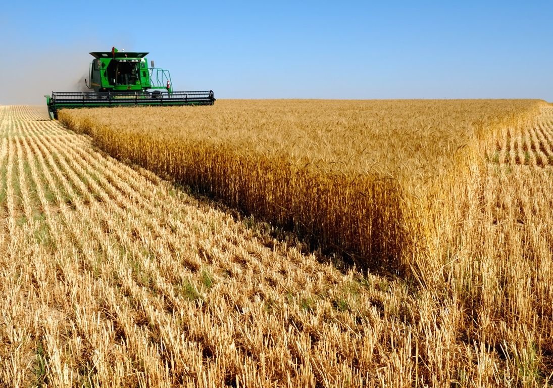 Россия сократила экспорт пшеницы в 1,2 раза