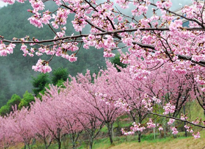 Видео цветения сакуры в Японии покорило пользователей сети