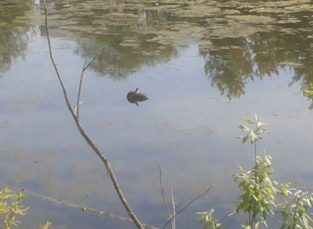 Фото: в рязанском пруду плавают черепахи