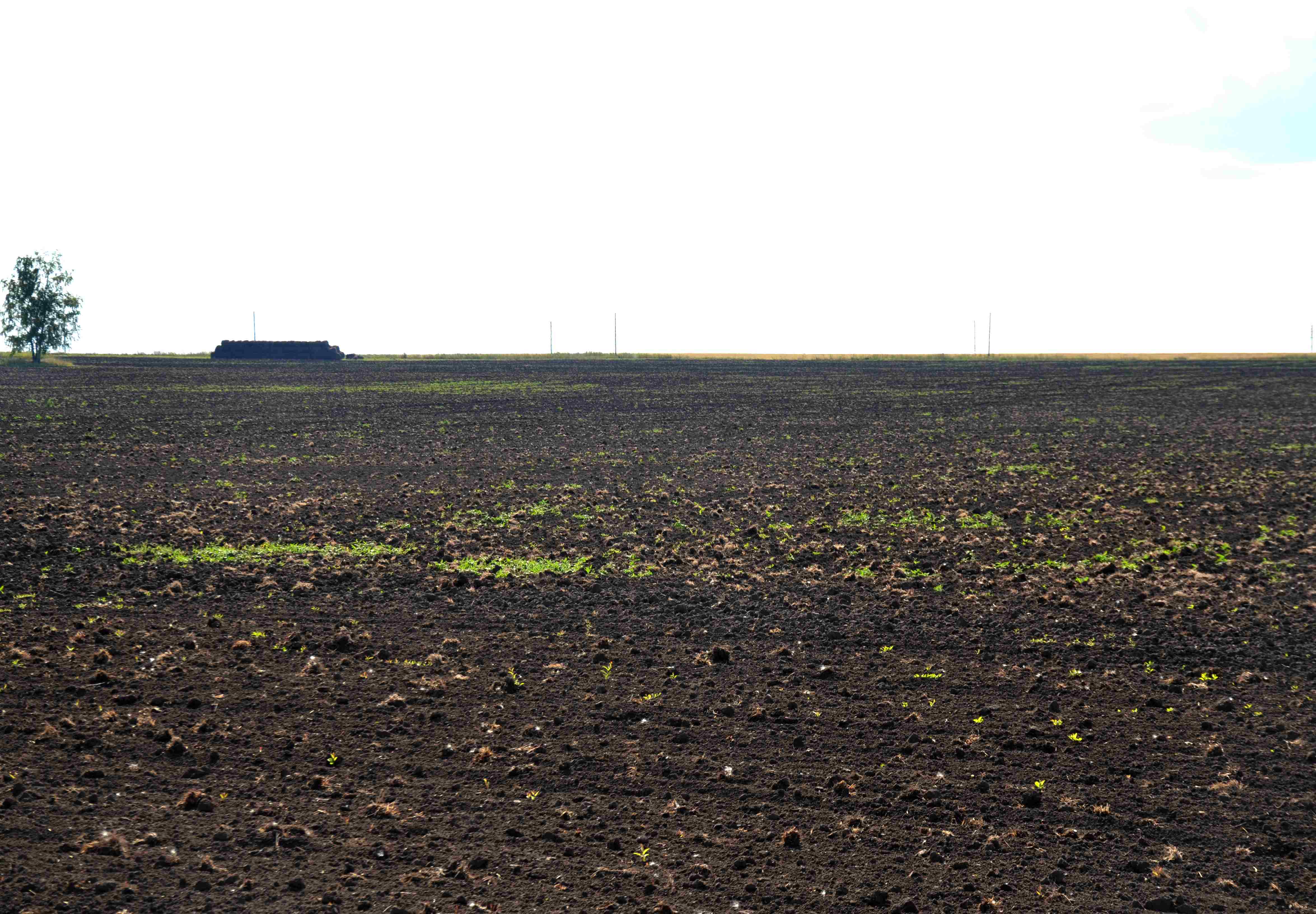 В Рязанской области закончен сев озимых зерновых культур