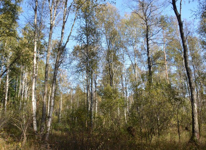 В Рязанской области охотник заблудился в 10 минутах ходьбы от своего дома