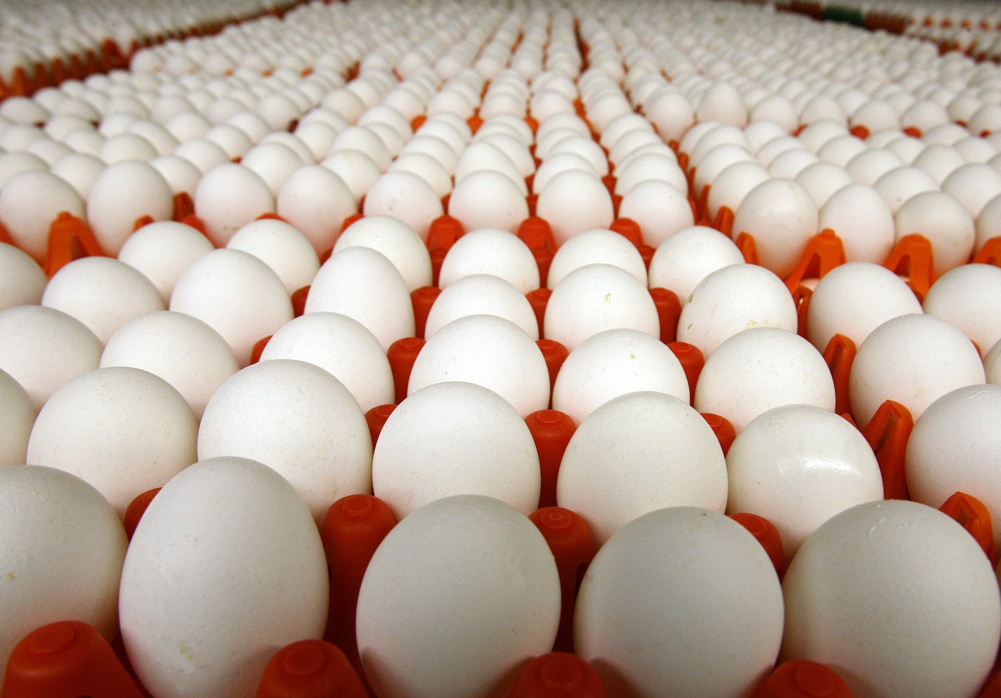 Рязанские поставщики яиц подняли цены на 4,9%