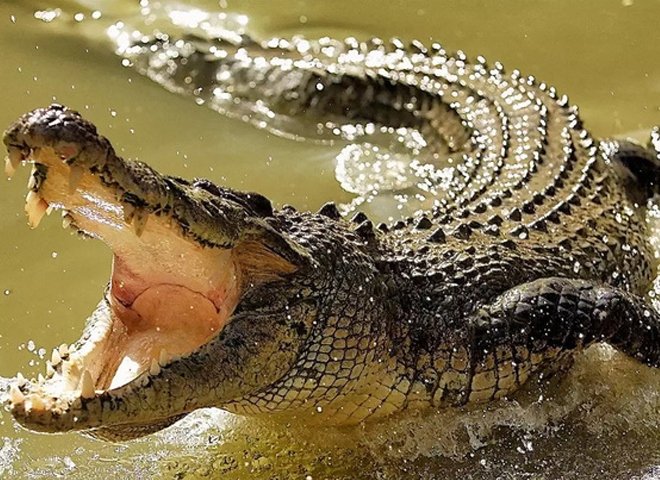 В Мозамбике пятиметровый крокодил утащил 19-летнего футболиста