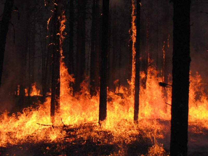 В рязанских лесах произошло 46 пожаров