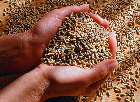 «Помидорная война» с Турцией ограничила экспорт российской пшеницы