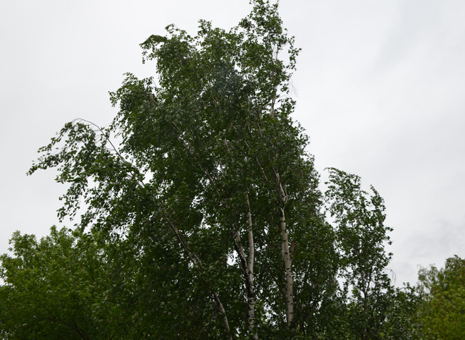 В Рязанской области ожидается сильный ветер с порывами до 22 м/с