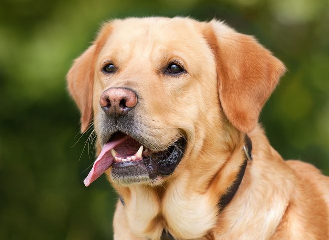 В Госдуме предложили ввести регистрацию опасных собак