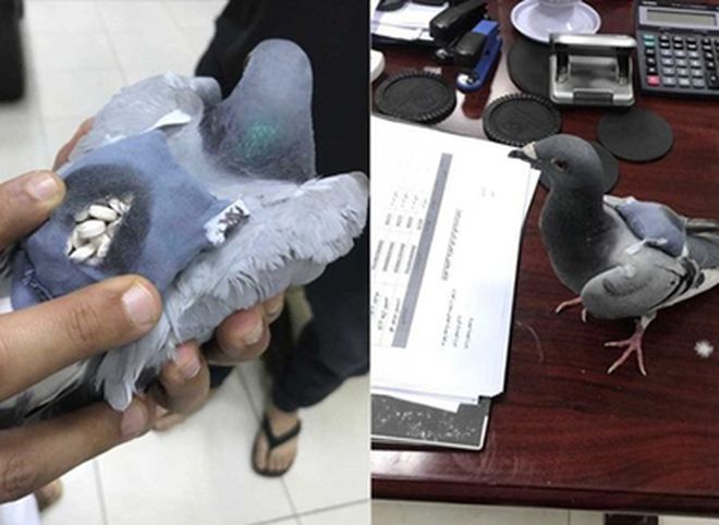 В Кувейте поймали голубя c полным рюкзаком наркотиков