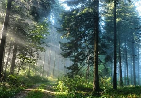 Россия оказалась лидером по числу деревьев на планете
