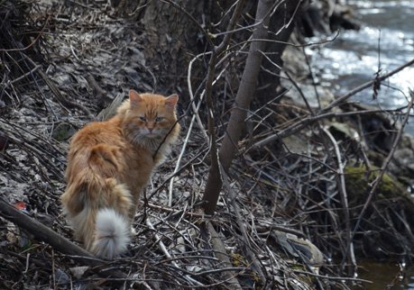В Рязани садисты живьем закопали кошку