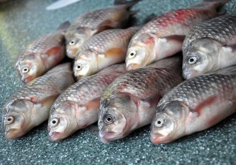 Четыре рязанца заболели описторхозом из-за рыбы