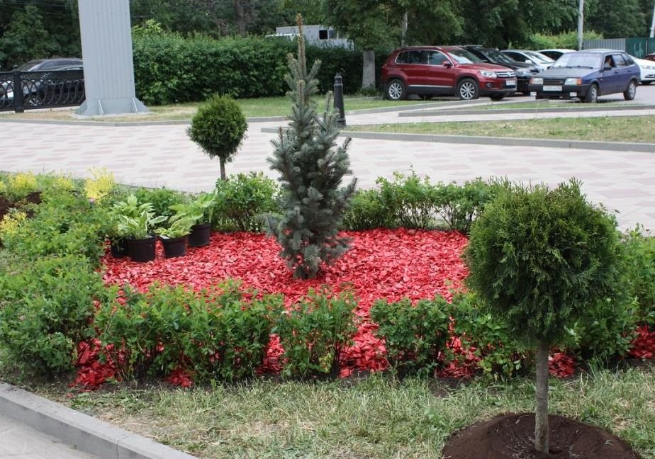В сквере на площади Ленина посадили барбарис