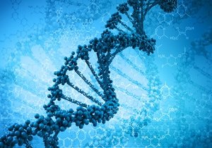 С возрастом получение новых знаний приводит к разрыву ДНК