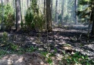В Касимовском районе произошел лесной пожар