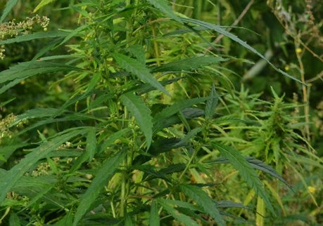 Рязанские полицейские изъяли у наркоторговца более 1 кг марихуаны и гашишное масло