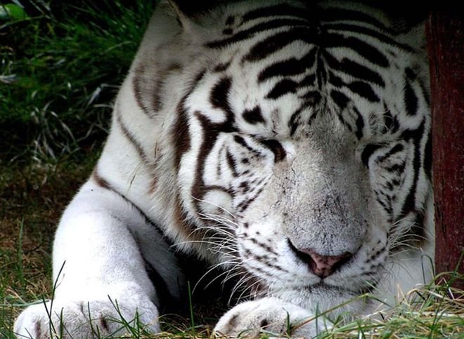В Волгограде белые тигры напали на работника цирка