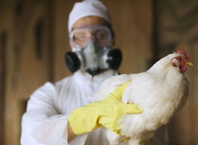 Мутацию птичьего гриппа выявили в Китае