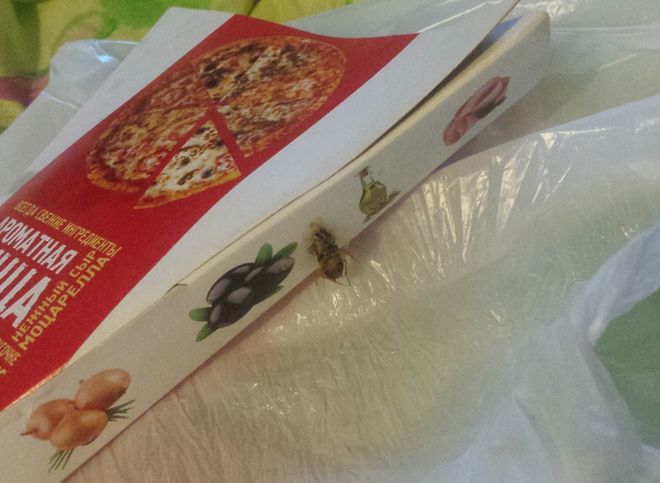 Заказавшие пиццу рязанцы обнаружили на коробке таракана