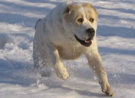 В Рязани с хозяина агрессивного пса взыскали 13 тыс. рублей