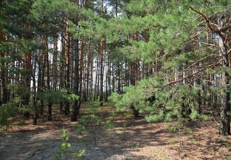 В Рязанской области незаконно вырубили 15 куб.м древесины