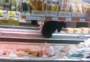 В магазине провалился потолок, и два кота упали в рыбный отдел (видео)