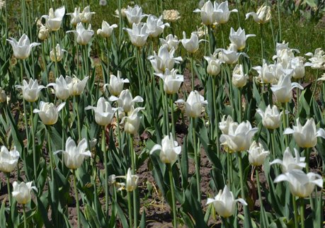 В День Победы Рязань украсят более 85 тысяч тюльпанов
