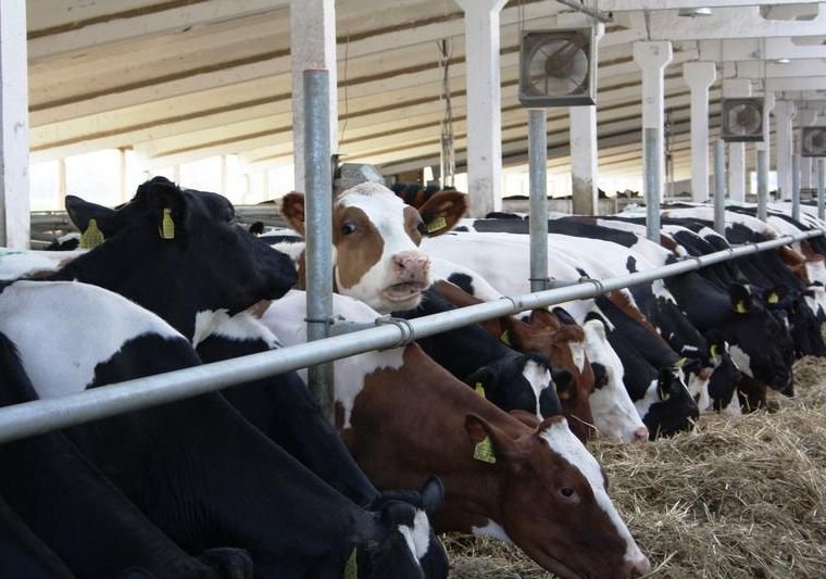 В Рязанской области построят 4 фермы на 350 голов скота