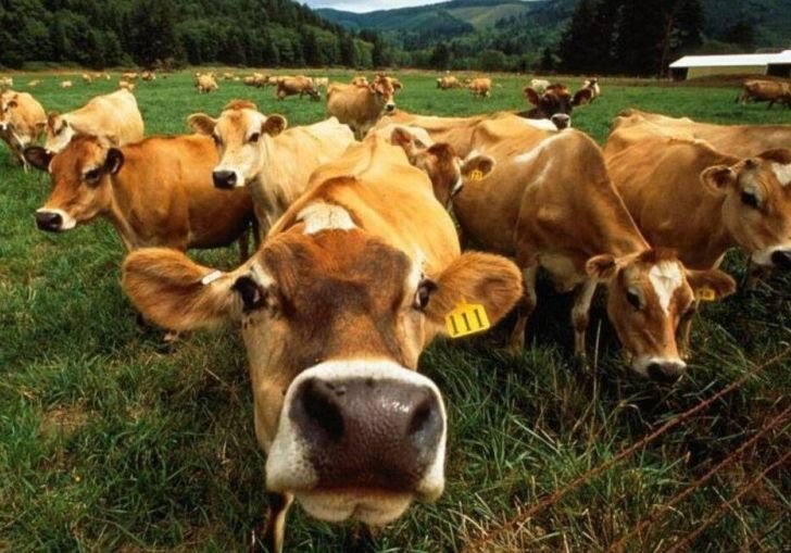 В рязанских хозяйствах сократилось поголовье скота