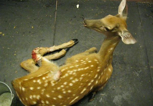Раненный в зоопарке в «Малине» олень проходит лечение