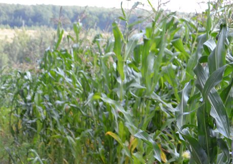 Ковалев: необходимо срочно спасать кукурузу