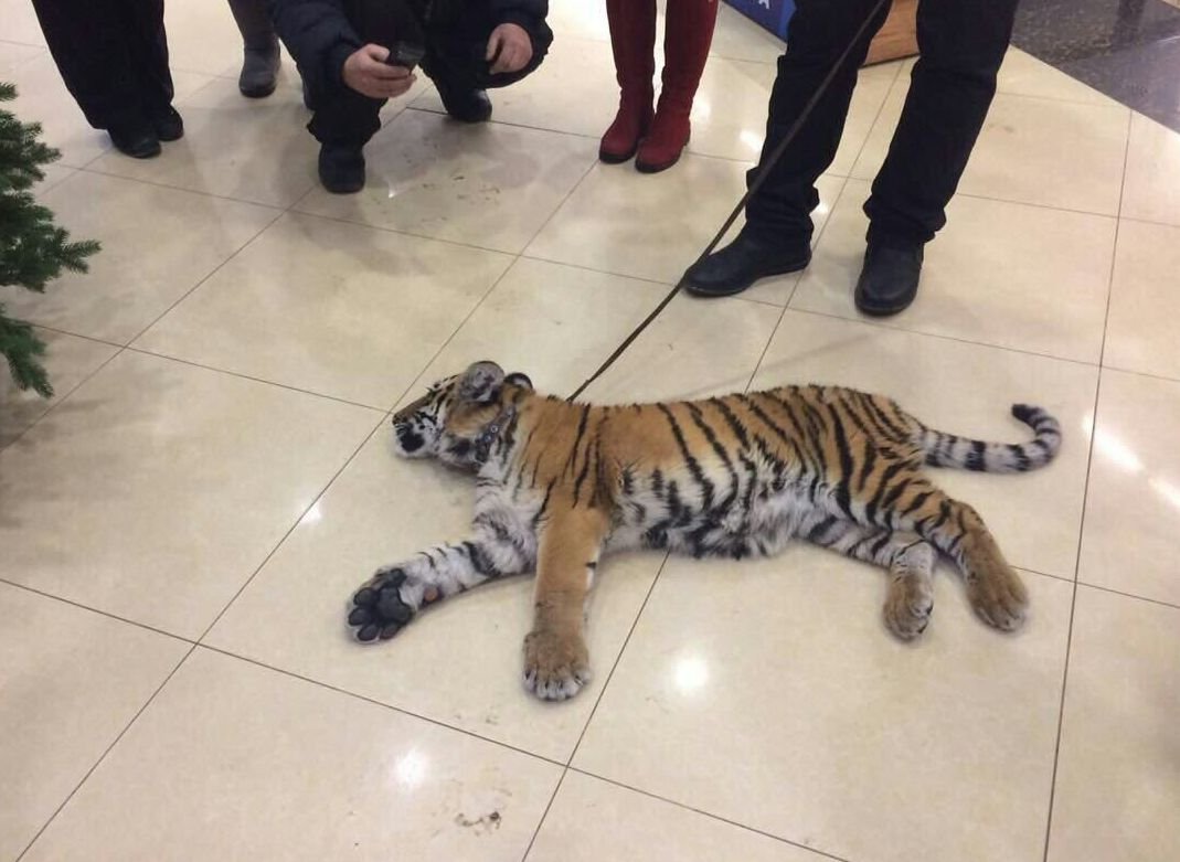 Работники цирка выгуливали тигренка прямо в ТРЦ «Премьер»