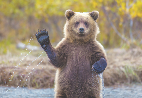 В Приморье детям запретили прогулки из-за медведей