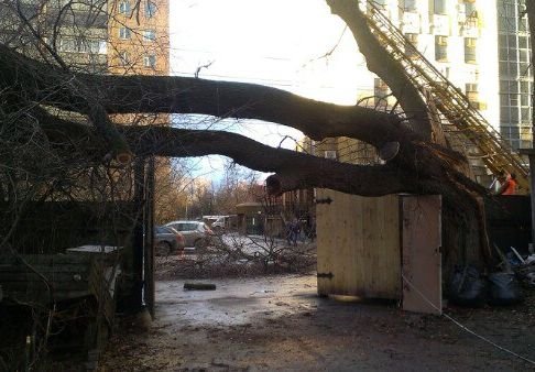 Упавшее дерево на Введенской жители вывезут за свой счет