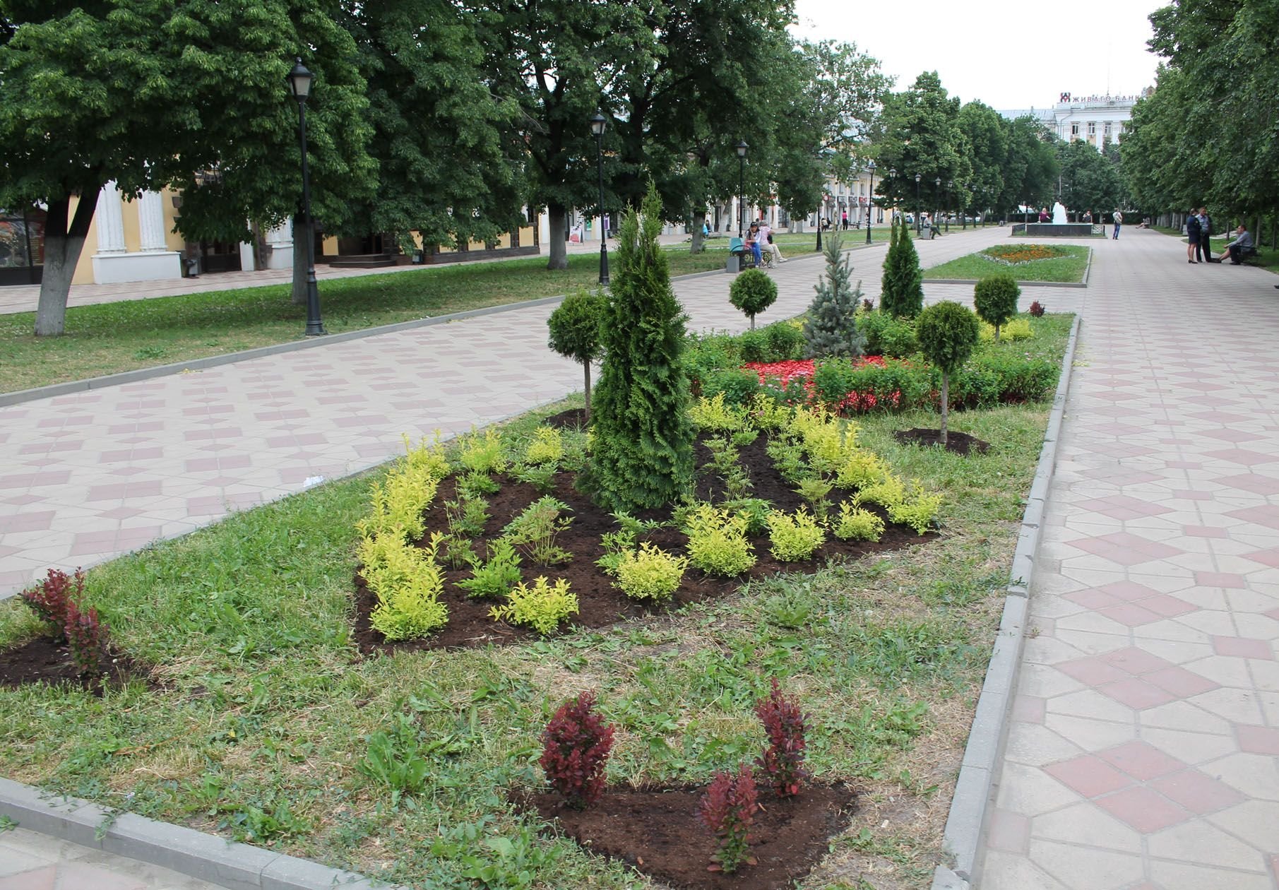 В сквере на площади Ленина появятся экзотические деревья