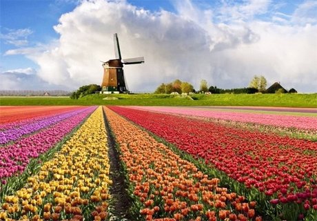 Голландским тюльпанам могут закрыть дорогу в Россию