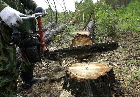 Рязанца задержали в Мордовии за незаконную вырубку леса