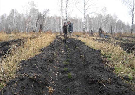 За две недели в Рязанской области посажено 4 млн деревьев