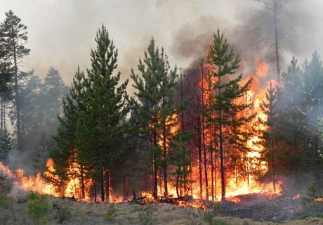 В Бурятии площадь лесных пожаров превысила 150 тыс. га