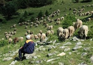 Турецкие пастухи нашли способ подзарядки гаджетов