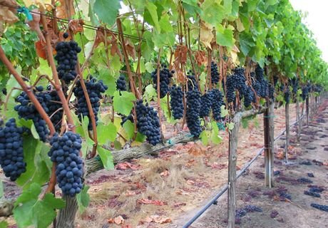 Крым увеличит площадь виноградников втрое
