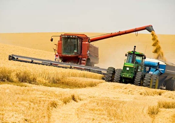 В Рязанской области уборка зерновых займет 28 дней
