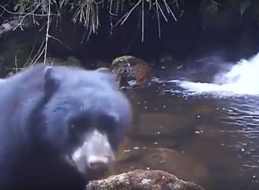 Мать-медведица заставила медвежонка перейти ручей (видео)