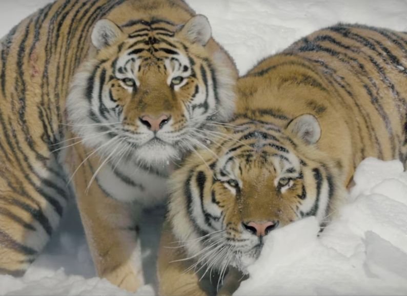 В Канаде амурские тигры устроили охоту за беспилотником (видео)